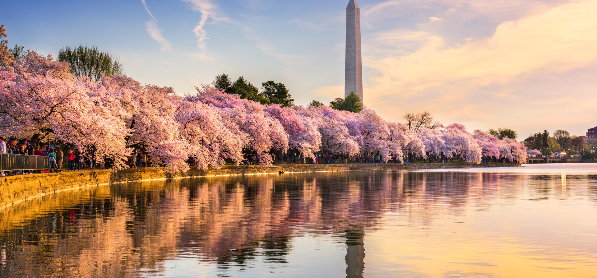 a park with cherry blossom trees